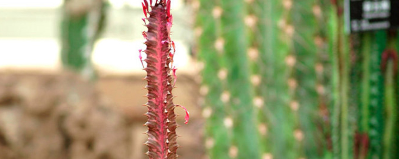 红彩云阁的生长环境