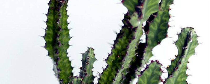 春驹开花会死吗