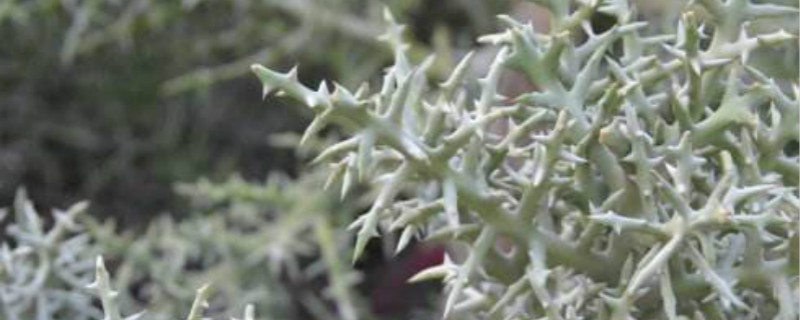 银角珊瑚的生长环境