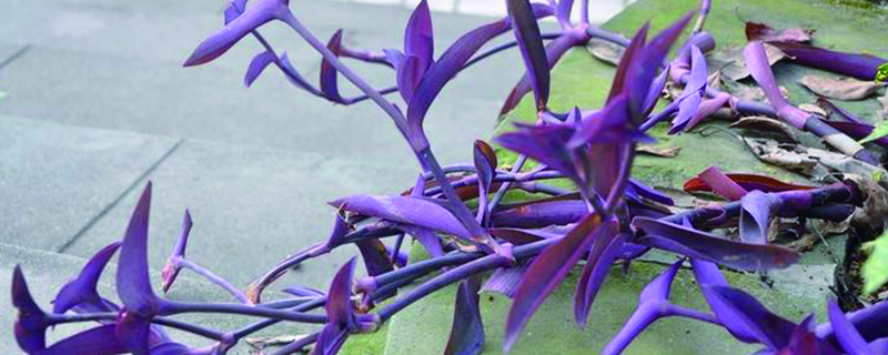 紫鸭跖草对环境的要求
