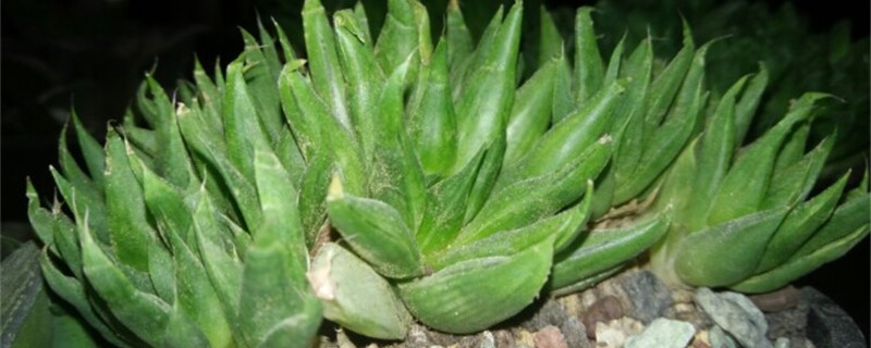 菊绘卷刚买回来怎么处理 菊绘卷刚买回来怎么处理