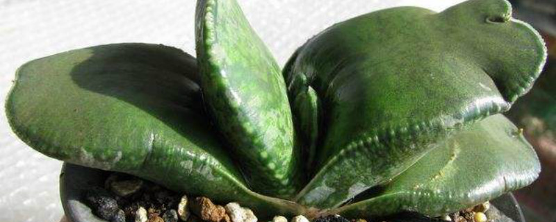 恐龙卧牛怎么养