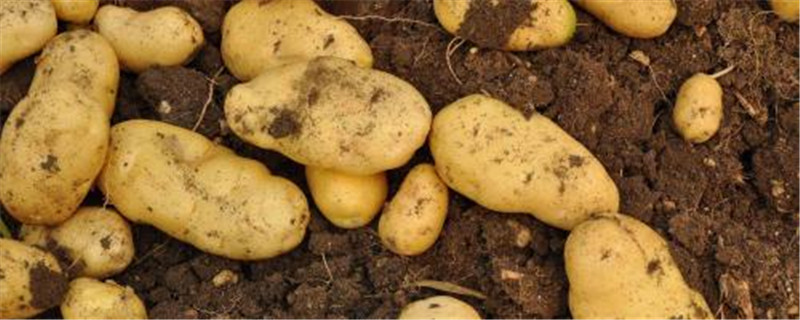 土豆收获季节