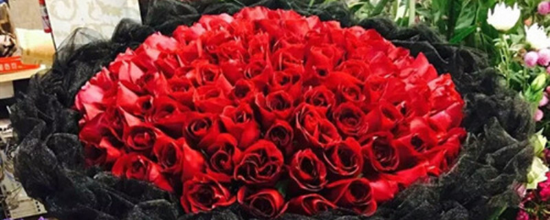 99朵红玫瑰花语