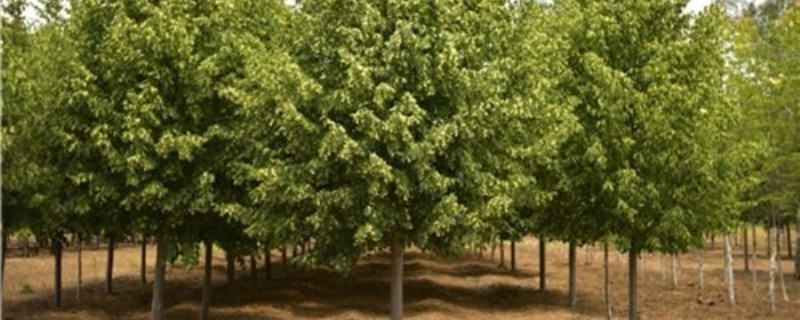 椴木是什么树
