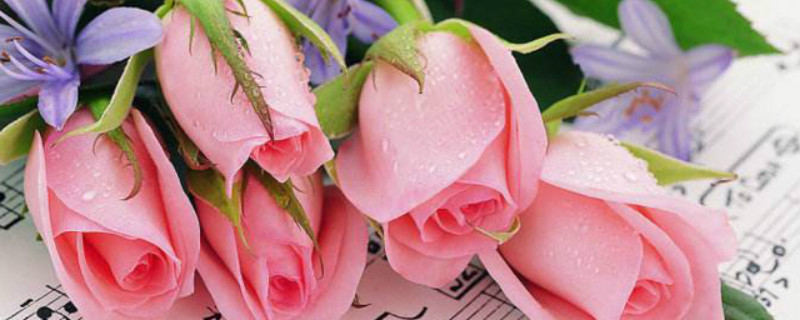 19朵粉色玫瑰花语和寓意
