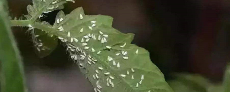 植物上白色的小虫子怎么办