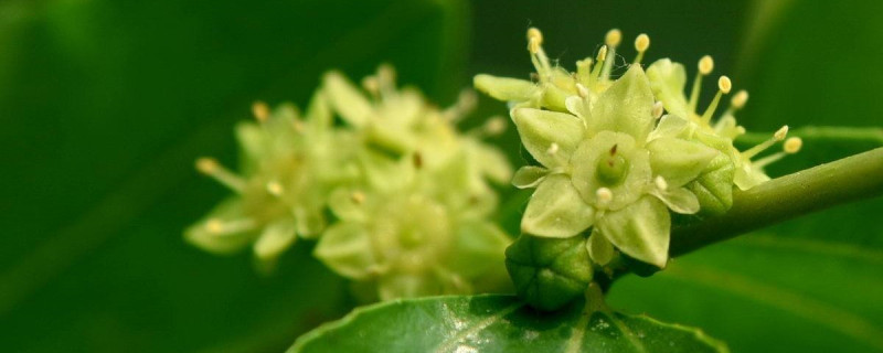 枣花什么时候开花 花百科