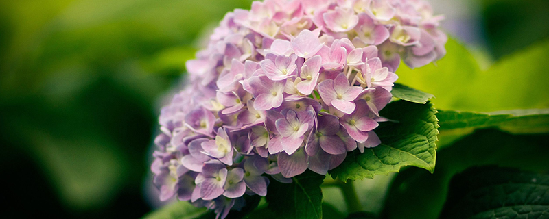 日本紫阳花花语