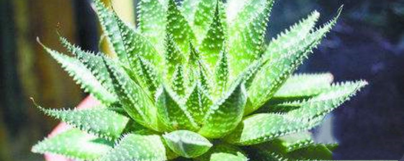 绫锦几天浇一次