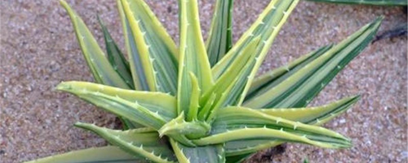 八宏殿开花怎么办