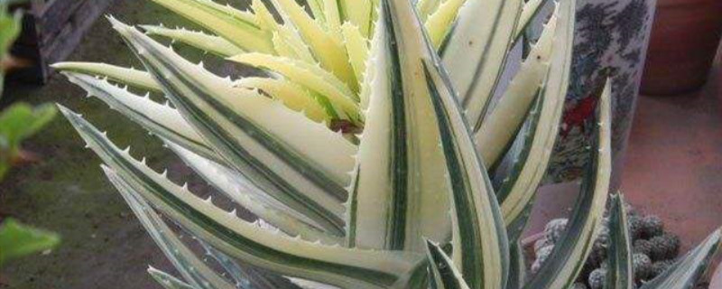 八宏殿产地在哪