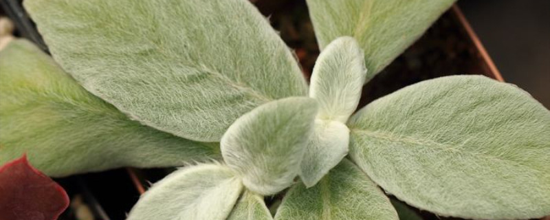 断崖女王开花会死吗