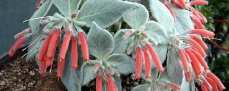 断崖女王开花吗