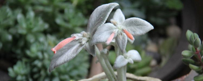 怎么预防断崖女王烂根