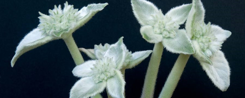 断崖女王烂根怎么办