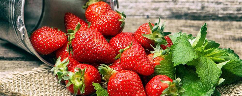 草莓栽培全过程技术