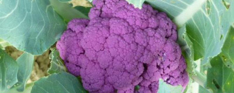 紫色的菜花叫什么