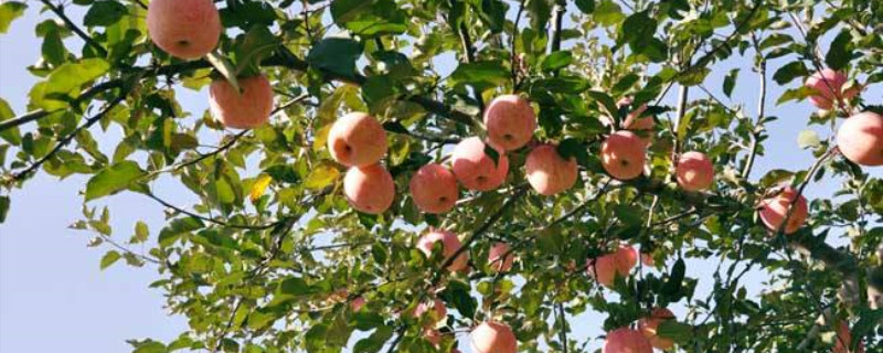 一亩苹果树能产多少斤苹果