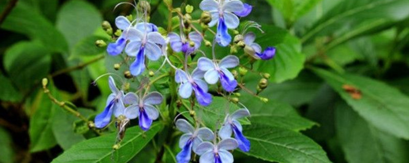 蓝蝴蝶种植季节