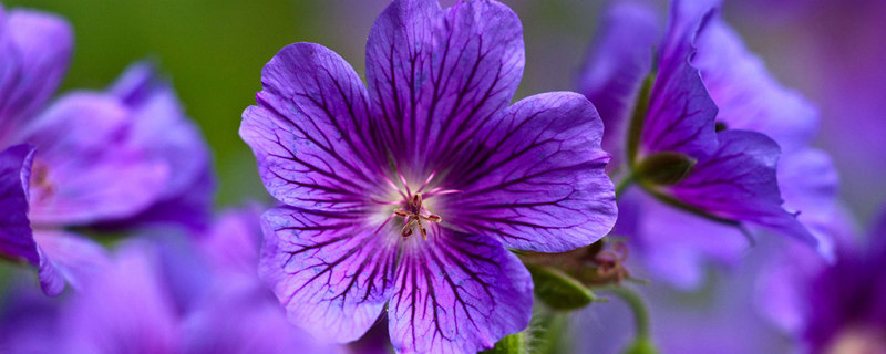 紫罗兰种植季节