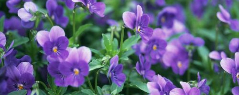 紫罗兰什么季节种植