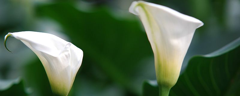 马蹄莲浇水的时间/方法/水量/频率