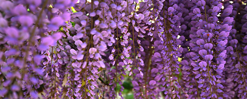 紫藤花开花季节