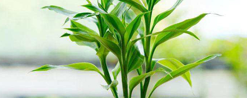 水养富贵竹扦插季节
