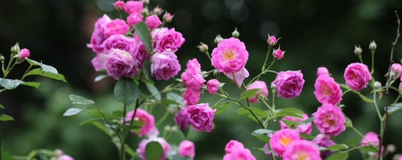 蔷薇花的种植季节