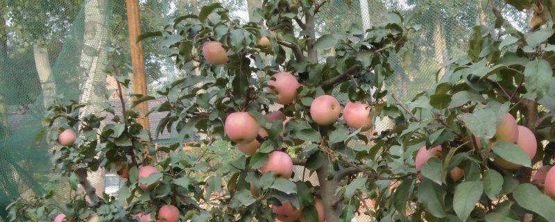 什么季节盆栽苹果树