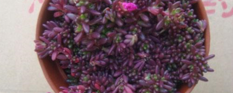 紫米粒什么季节繁殖