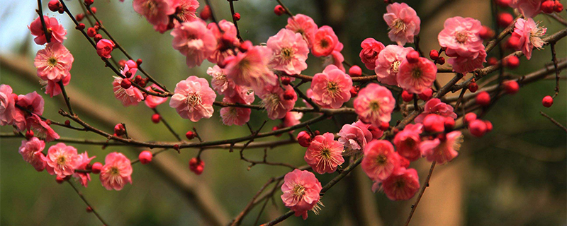 红梅盆景什么季节换盆