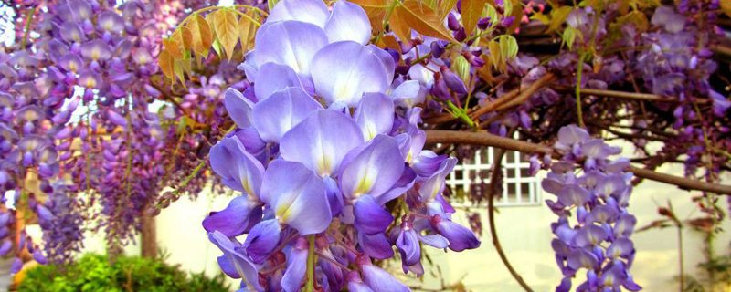 紫藤盆景什么季节修剪