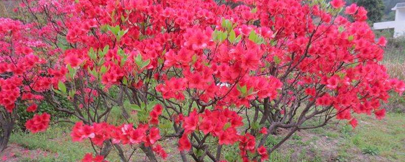 映山红种植季节