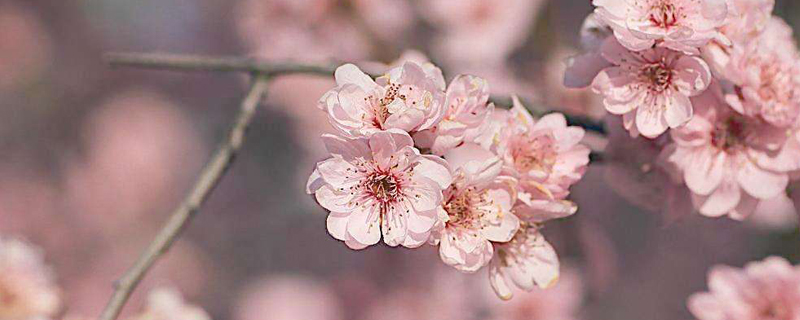 盆栽梅花开花季节