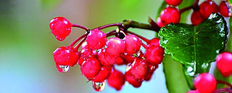 朱砂根什么季节结果