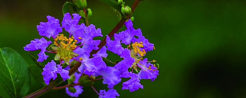 紫薇开花季节是什么季节