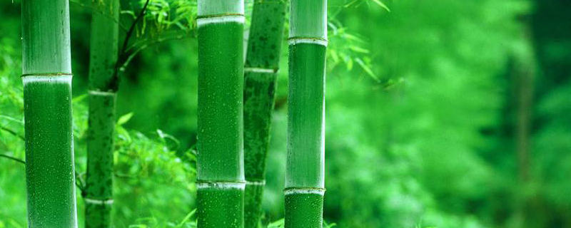 竹子生长季节