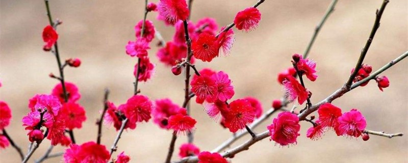 红梅开花季节