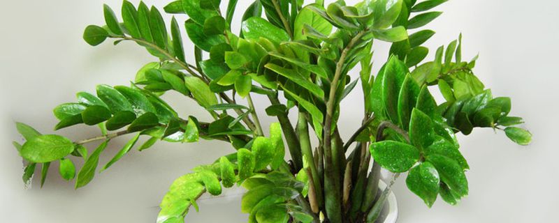 龙凤木施肥方法 龙凤木施肥方法
