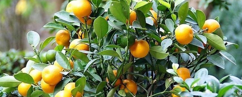 盆栽橘子树什么季节换土