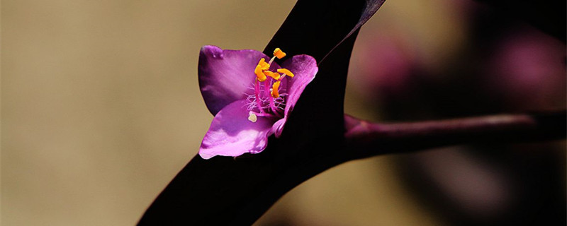 紫竹梅什么季节开花
