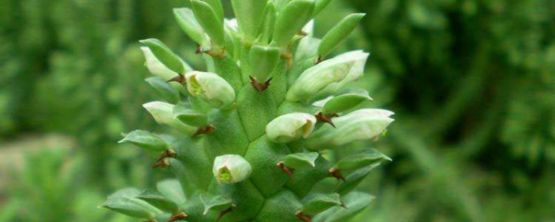 翡翠柱浇水方法