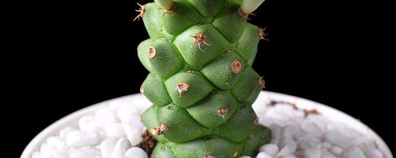 将军阁是什么属