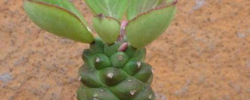 将军阁产地在哪