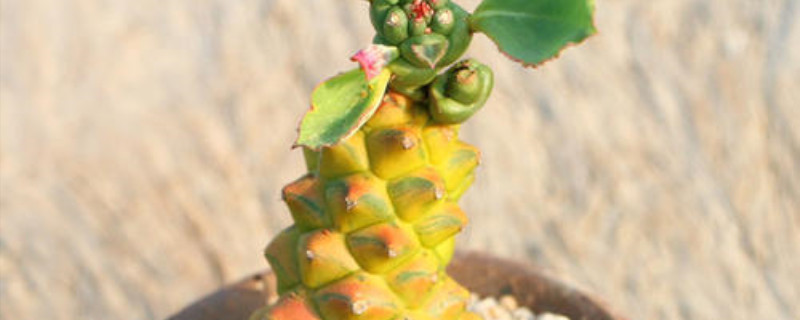 将军阁的生长环境