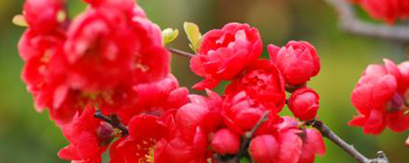 长寿冠海棠叶子是红色的吗