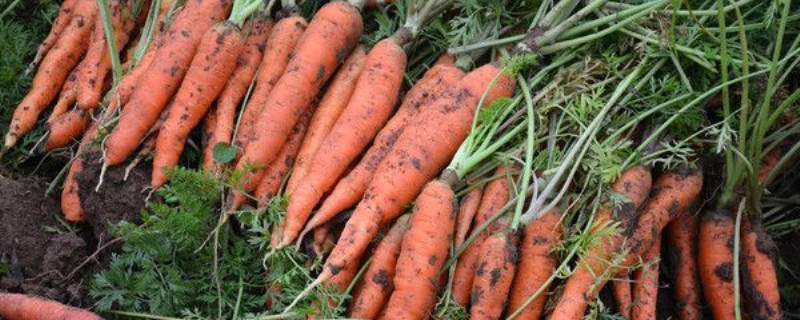 胡萝卜适合在什么样的土壤