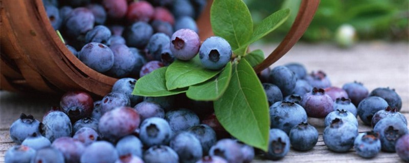 养蓝莓时怎么增加土的酸性